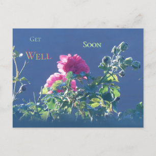 Pink Roses in the Sun Get Well Soon Postcard
