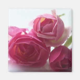 Pink Roses Magnet