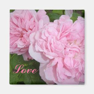 Pink Roses Magnet