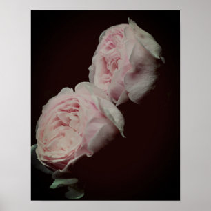 Pink Roses Pair  Poster