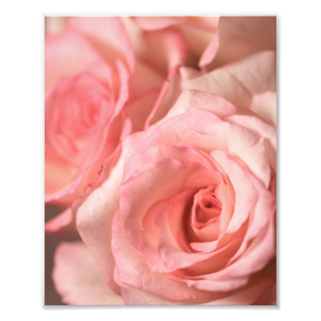 Pink Roses Photo Print (Front)
