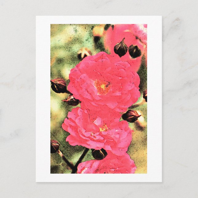 Pink Roses Postcard (Front)