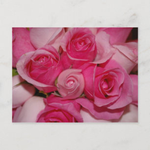 Pink Roses - Postcard