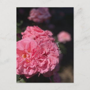Pink Roses  Postcard
