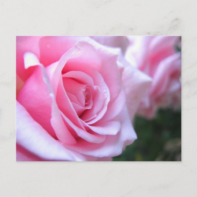 Pink Roses Postcard (Front)