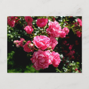 pink roses postcard