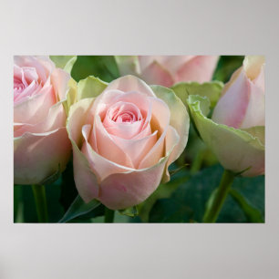 Pink Roses Poster
