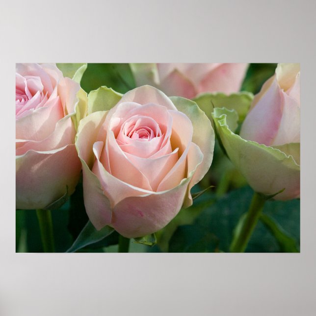 Pink Roses Poster (Front)