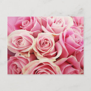 Pink Roses Rose Bouquet Rosey Pink Flowers Bush Postcard