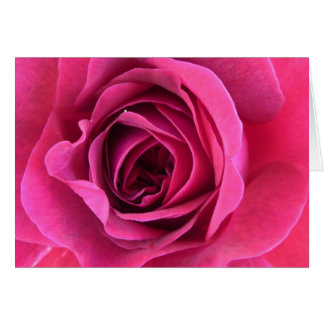 pink rostic