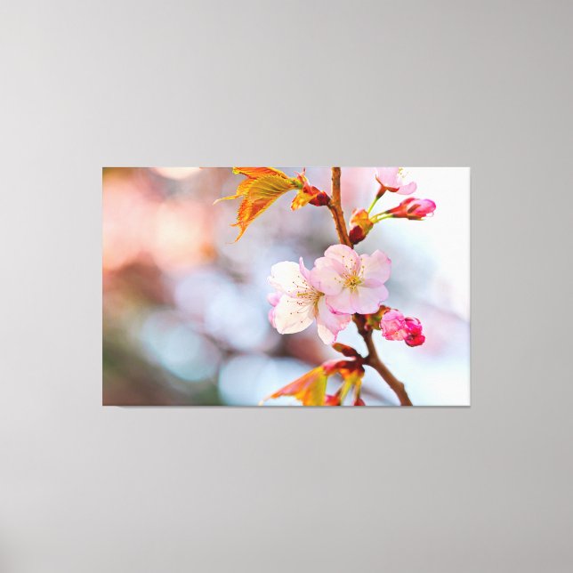 Pink Sakura Against The Grayish Background Canvas Print (Front)