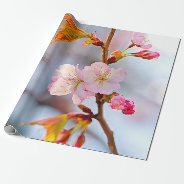 Pink Sakura Against The Grayish Background Wrapping Paper (Unrolled)