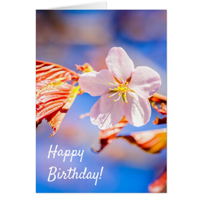 Pink Sakura Flower Blue Sky (Front)