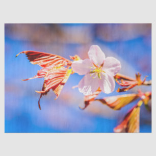 Pink Sakura Flower Blue Sky Tissue Paper