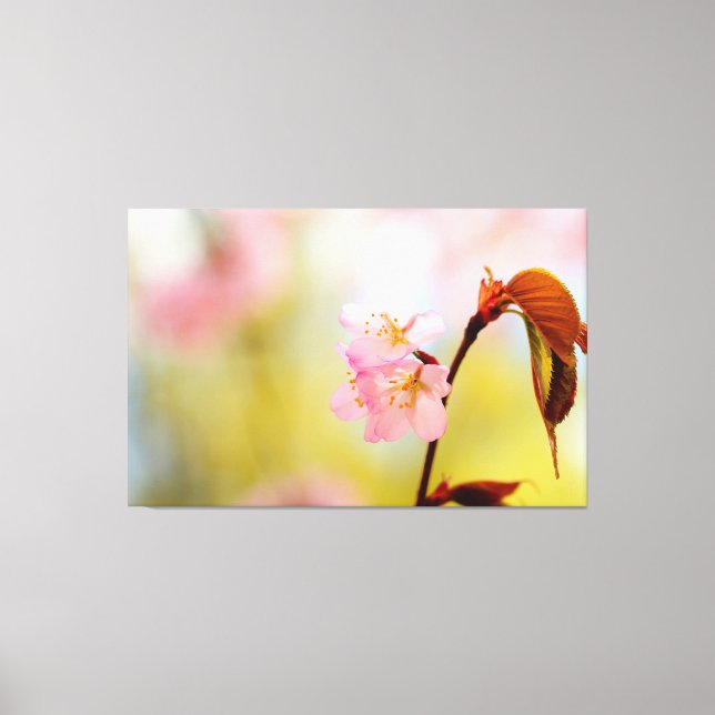 Pink Sakura Flowers And Red Leaves In Springtime Canvas Print (Front)