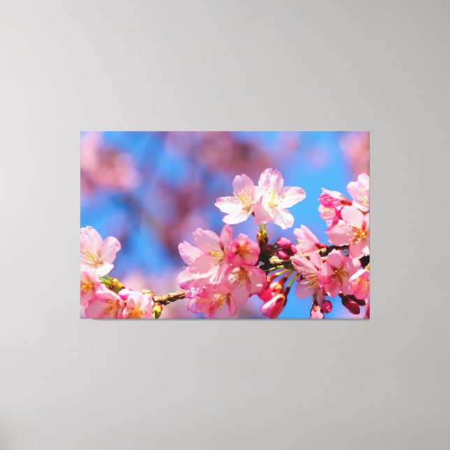Pink Sakura Flowers On A Tree In Springtime Canvas Print (Front)