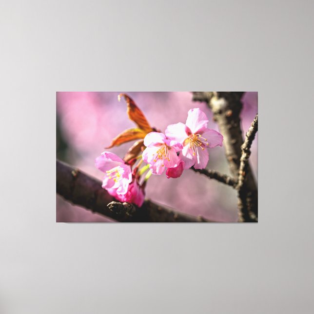 Pink Sakura Flowers On A Tree In Springtime Canvas Print (Front)
