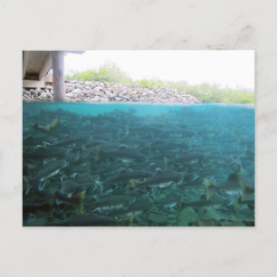 Pink Salmon Migration In Kodiak, Alaska Postcard