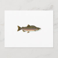 Pink Salmon