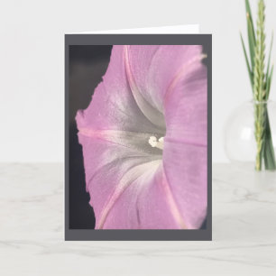 Pink-Satin Morning Glory Blank Card