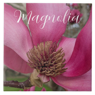 Pink Saucer Magnolia Blossom Floral Tile