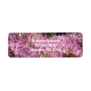 Pink Sedum Autumn Flowers Multiplié Adresse