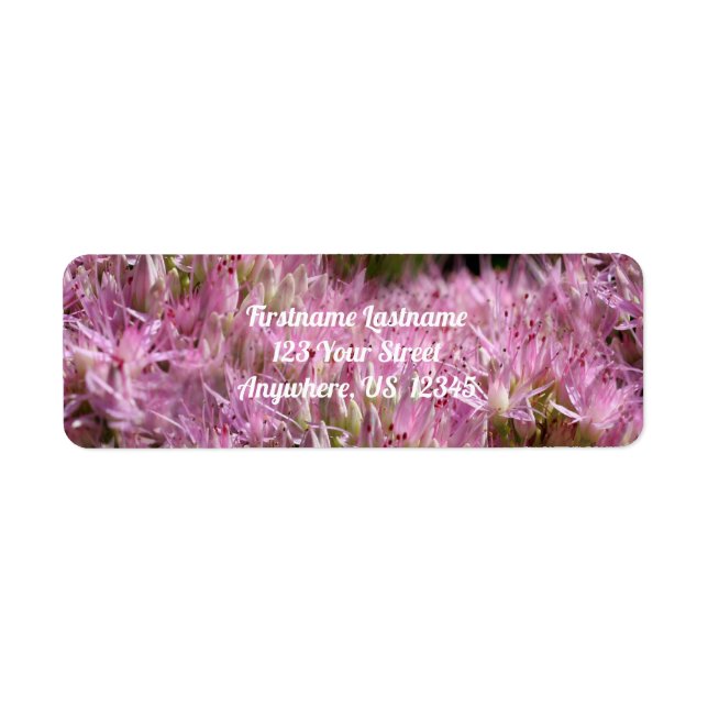Pink Sedum Autumn Flowers Multiplié Adresse (Devant)