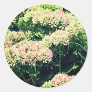 Pink Sedum Flowers Classic Round Sticker