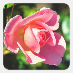 Pink Single Rose Motivational Quote Square Sticker