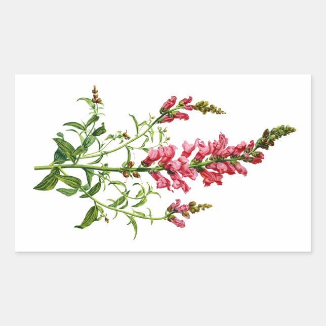 Pink Snapdragon Drawn From Nature Sticker (Front)
