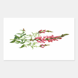 Pink Snapdragon Drawn From Nature Sticker
