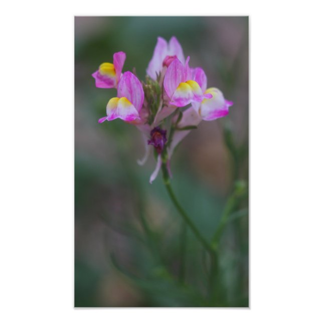 Pink snapdragons photo print (Front)