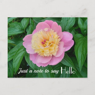 Pink Sorbet Peony Hi Hello Expression Postcard