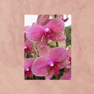 Pink Speckled Phalaenopsis Orchids Floral Acrylic Print