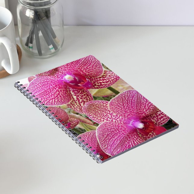 Pink Speckled Phalaenopsis Orchids Floral Notebook (In Situ)
