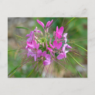 Pink spider flower postcard