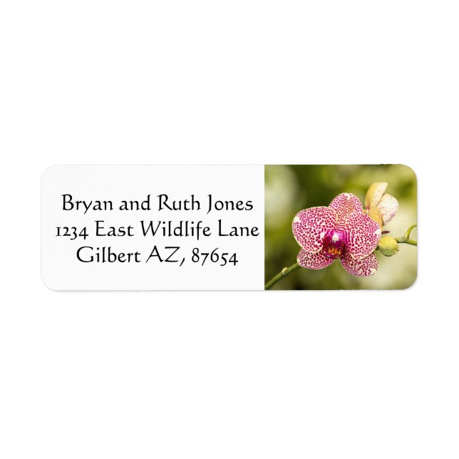 Pink spotted orchid (Front)