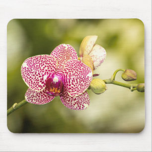 Pink spotted orchid mouse pad