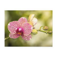 Pink spotted orchid