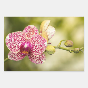 Pink spotted orchid wrapping paper sheet