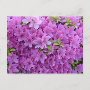 Pink Spring Azaleas Postcard