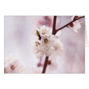 Pink spring blossoms