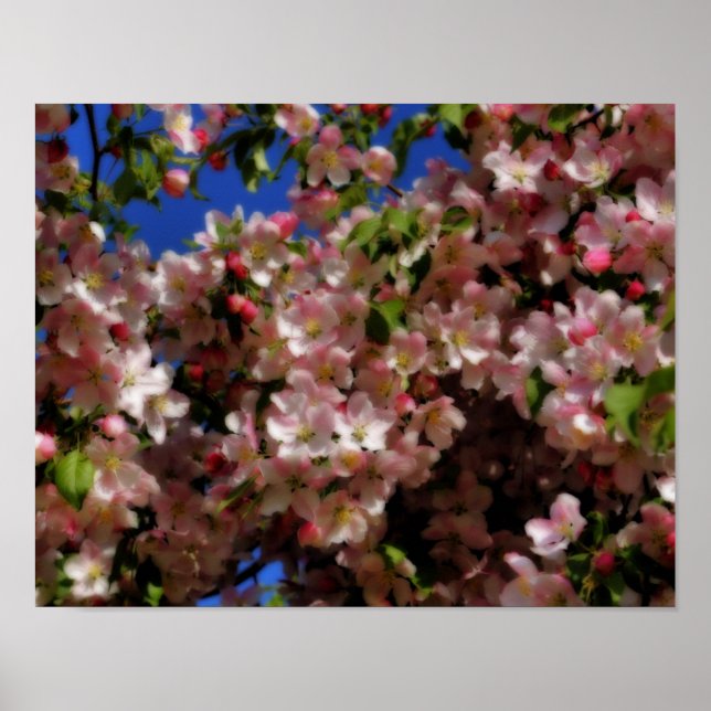 Pink Spring Blossoms Blue Sky Flower Poster (Front)