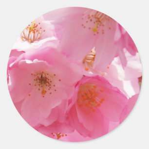 Pink Spring Blossoms Classic Round Sticker