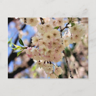 Pink Spring Blossoms Flower Postcard