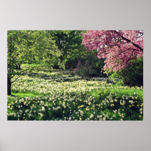 Pink Spring blossoms flowers Poster