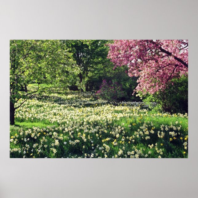 Pink Spring blossoms flowers Poster (Front)