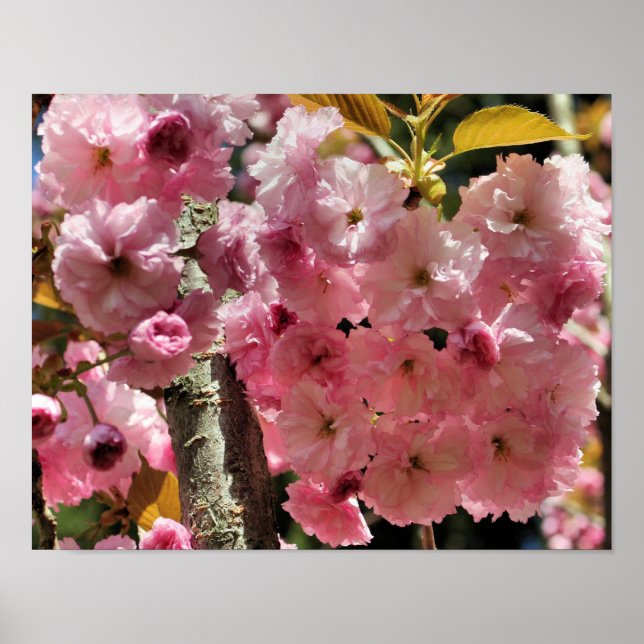 Pink Spring Flower Blossoms Poster (Front)
