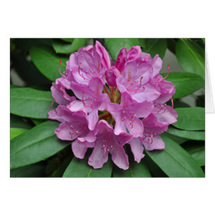 Pink spring rhododendrons
