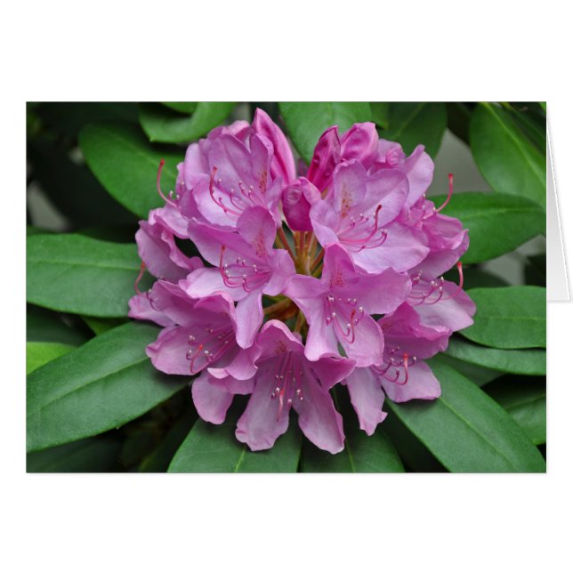Pink spring rhododendrons (Front Horizontal)
